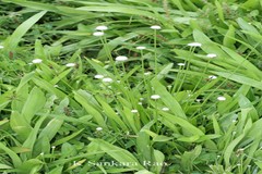 Eriocaulon sharmae